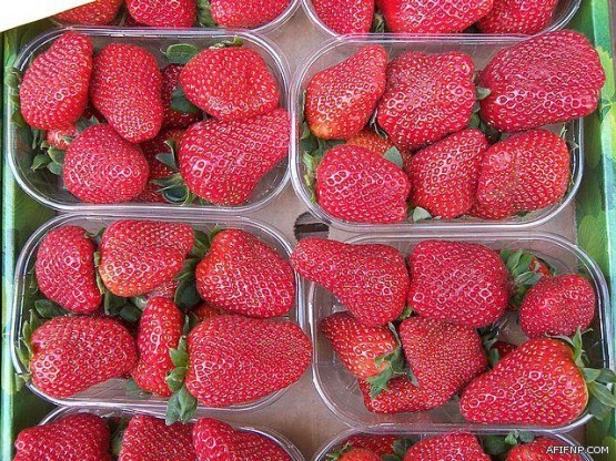 وفاة أم وأطفالها الخمسة في حريق مروع بالرياض