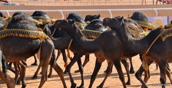 مواطن يدفع 1.3 مليون ريال ديةً عن مقيم هندي قتل مواطناً وينقذه من القصاص