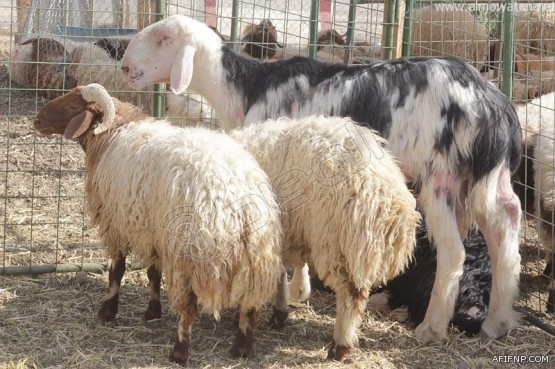 مصادر إخبارية عفيف : لا صحة لشائعة ضبط “متسول مليوني” بعفيف