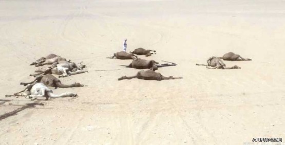 شاهد بالفيديو..?حمد المري? يعود من الحج فتستقبله #قطر بالإعتداء والضرب والاختفاء القسري!!