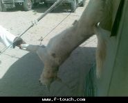 عبدالعزيز في بيت الضويحي