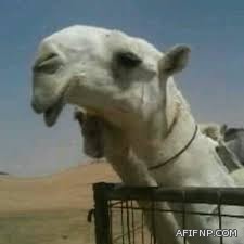 مسؤول بـ”العقاري”: سننهي انتظار أكثر من 500 ألف متقدم خلال 3 سنوات