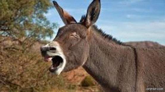 مصر: تحديد موعد بدء حصر تبرعات تركي آل الشيخ للنادي الأهلي وتشكل لجنة خماسية