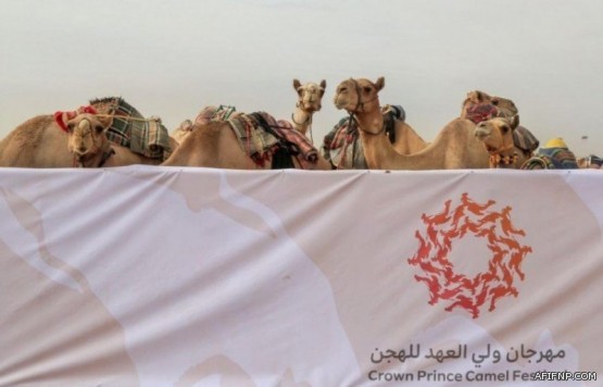 “الغذاء والدواء”: لا مواد كيمائية مسرطنة في المادة المصنعة منها أكواب القهوة