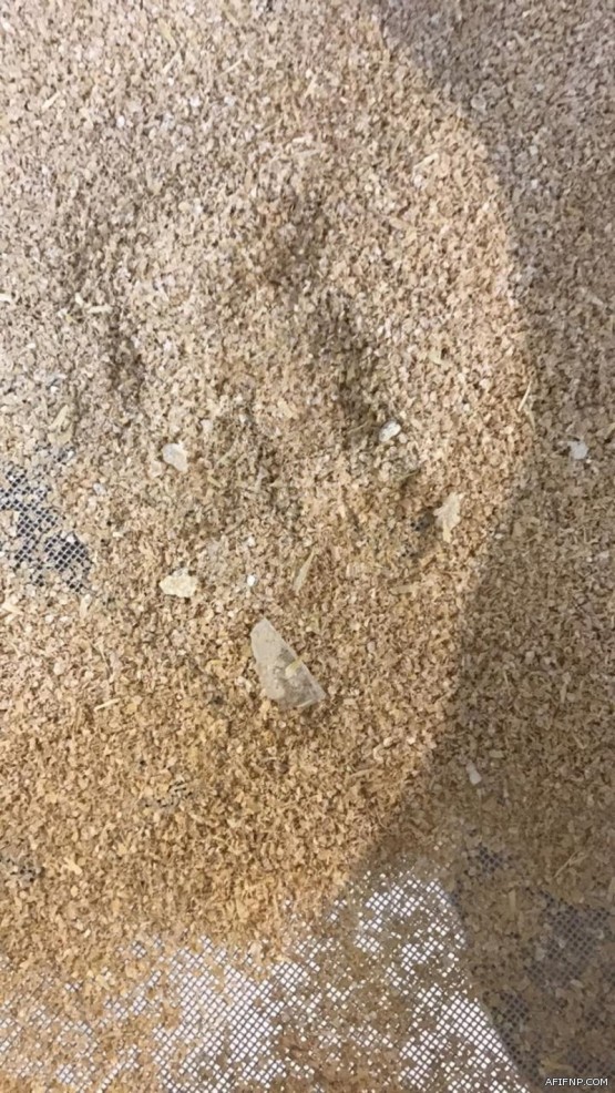 مدير مستشفى عفيف العام : ذكرى اليوم الوطني تحمل في معانيها إحتراماً وإجلالاً لصانع تاريخ هذا اليوم