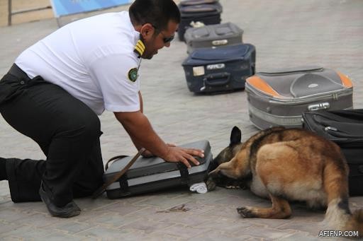 “المرور” يقبض على صاحب مركبة ظهر في فيديو يقودها مكلبشة في أحد إطاراتها