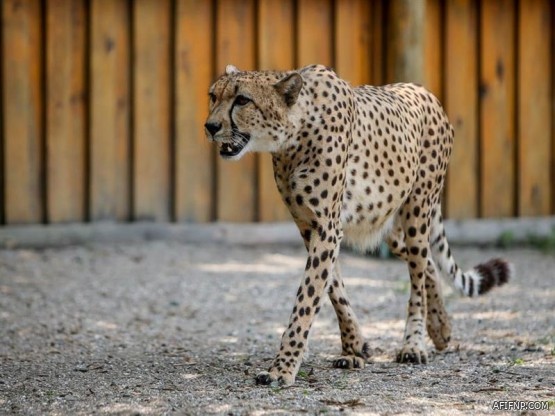 “الصحة”: تسجيل 7 وفيات و1344 إصابة جديدة بفيروس “كورونا” وشفاء 392 حالات