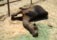 مضاربة جماعية بين مجموعة من الشباب وتعرضهم لطعنات متفرقة