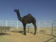 800طالب يؤدون اختبار القدرات في عفيف اليوم الخميس