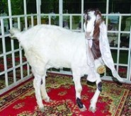 وزارة التربية تحدد اجازات المعلمين و74 يوما إجازة للمعلمين والمعلمات الحاصلين على أكثر من 90 في الحوافز