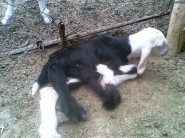 أسرة الغنامي تحتفل بزواج إبنها الشاب محمد الحميدي