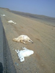 مدرسة عثمان بن عفان الابتدائية تحتفي بذوي صعوبات التعلم