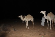 عاجل – الحمله الوطنيه لاغاثة الشعب الصومالي تنطلق الليله في عفيف