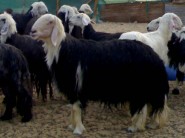 تكليف الشيخ : عبدالله حنس ابن شدة  رئيساً لكتابة عدل عفيف