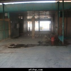 انفلونزا الخنازير